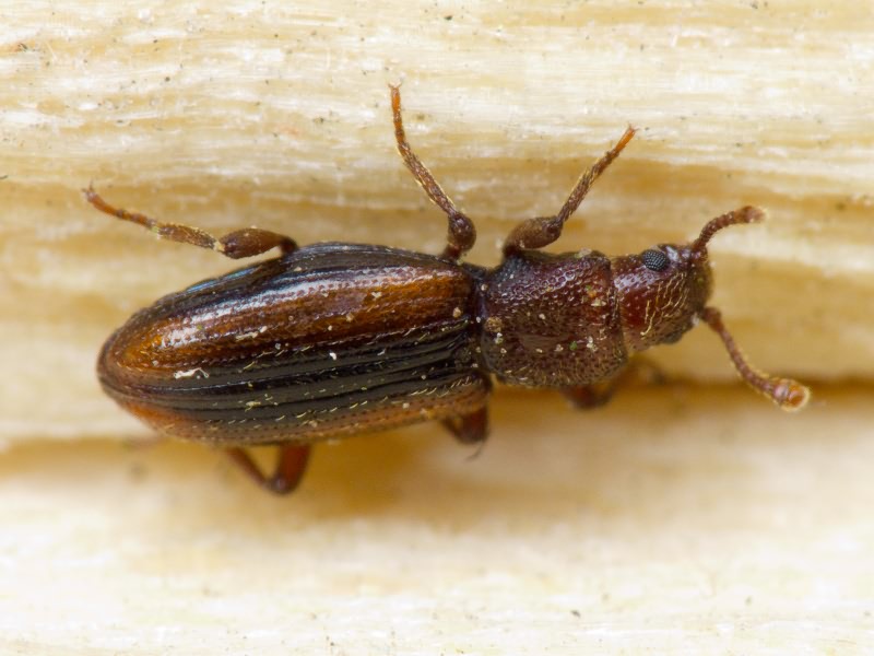 Bothrideres bipunctatus (Gmelin, 1790)